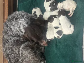 German Wirehaired Pointer dogs German Wirehaired Pointer Puppies - Advert 12