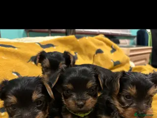 Yorkshire Terrier dogs 4 Stunning Miniature Yorkshire terriers for sale in Widnes - Advert 1