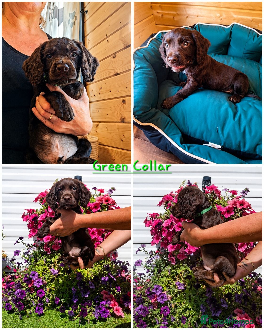 Sprocker dogs Beautiful Sprocker Spaniel Puppies - Advert 2