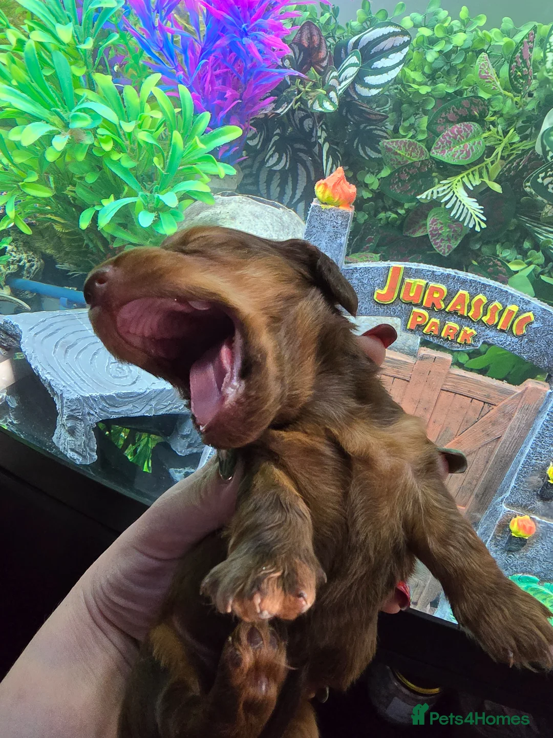 Miniature Dachshund dogs for sale: Beautiful shaded red boy - Advert 9