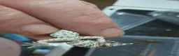 Gecko reptiles for sale: VIPER GECKO'S 1 MALE AND 2 FEMALES - Advert 3