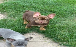 French Bulldog dogs for sale: KC registered frenchie boys  - Image 12