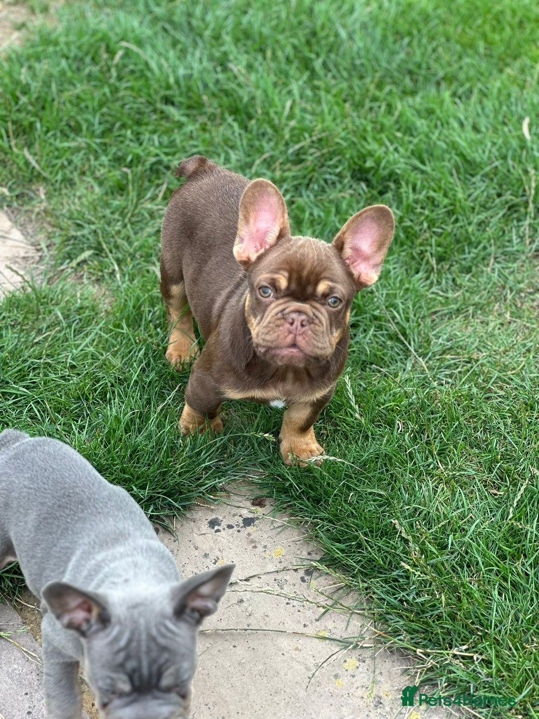French Bulldog dogs for sale: KC registered frenchie boys  - Image 12