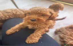 Cavapoo dogs for sale: Fox red toy F1B cavapoos  - Image 7