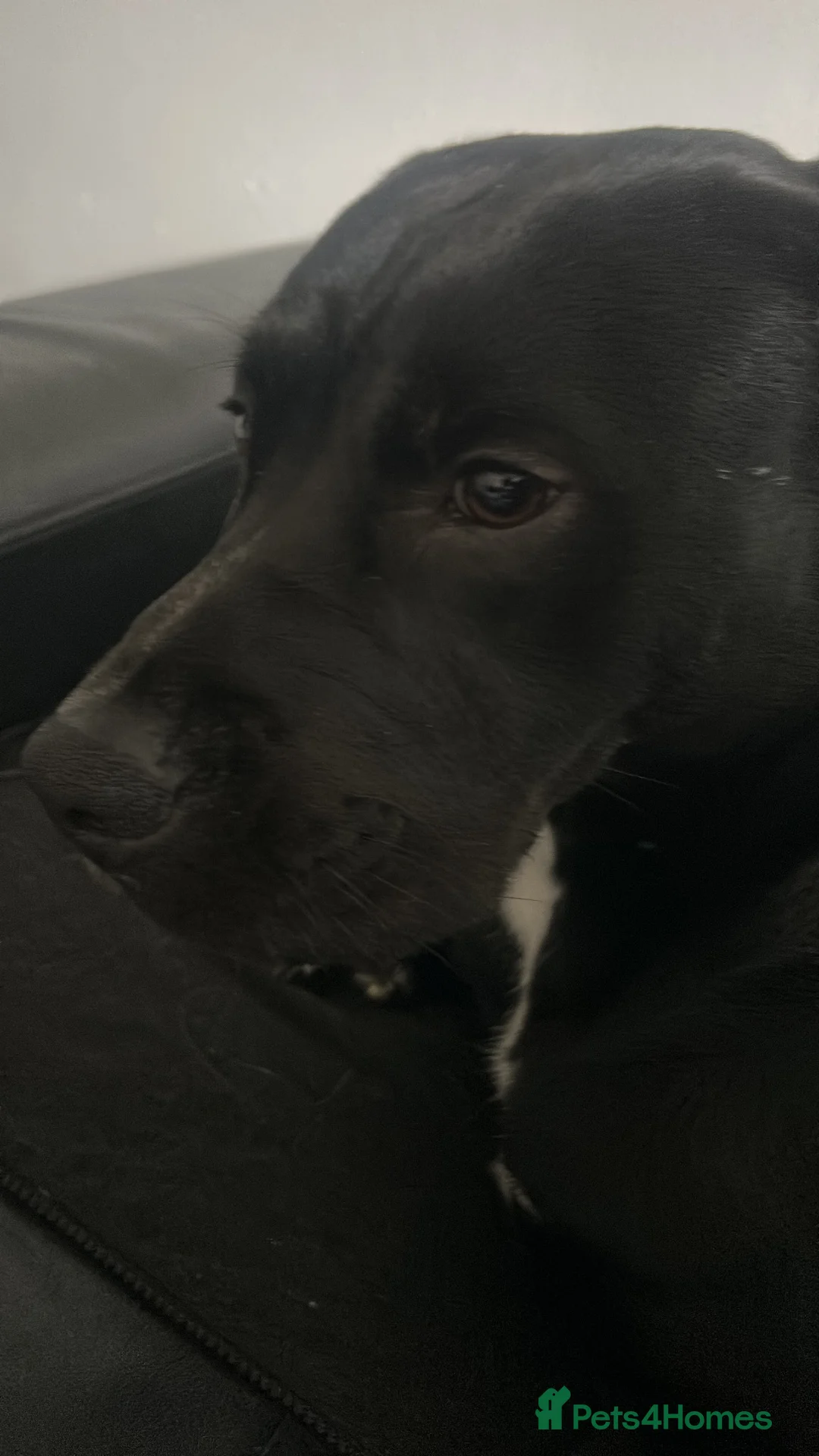 Mixed Breed dogs for sale: Lovely dog - Advert 2