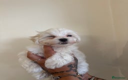 Maltese dogs for sale: Kc Maltese boys 💙💙 - Image 3