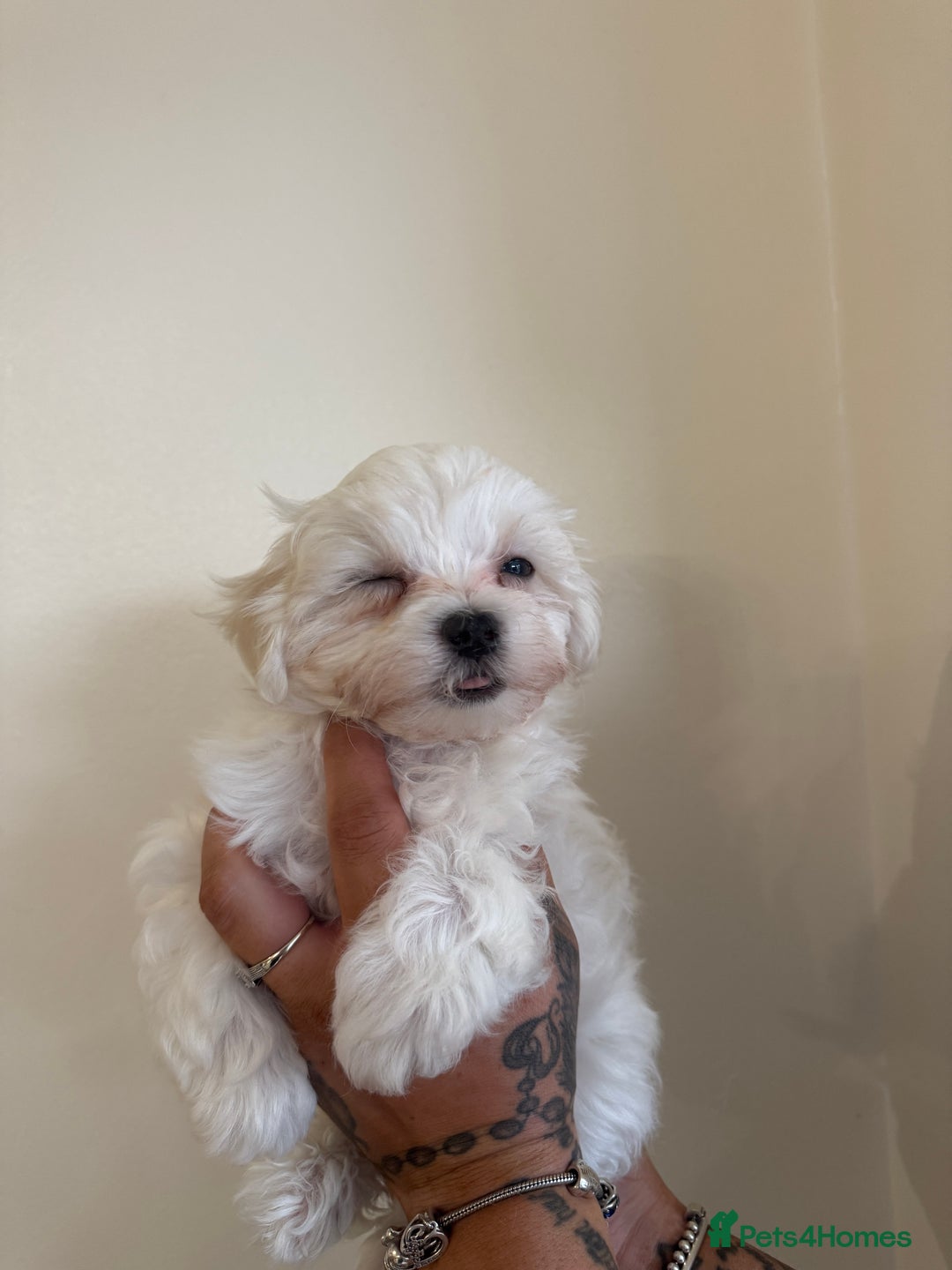 Maltese dogs for sale: Kc Maltese boys 💙💙 - Image 3