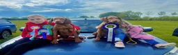 Hungarian Vizsla dogs for sale: KC Vizsla Puppies for Licensed breeder - Advert 7