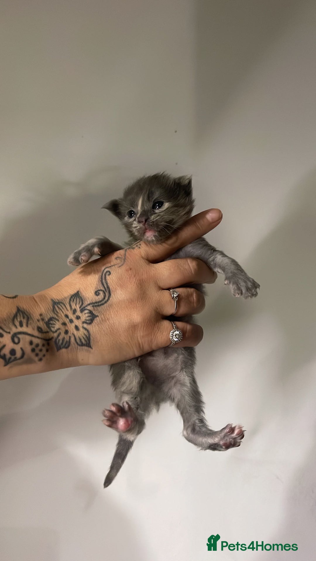 Maine Coon cats for sale: Adorable Maine coon kittens for sale  - Advert 10