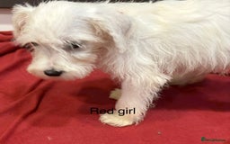 Schnoodle dogs for sale: Schnoodles  - Image 9