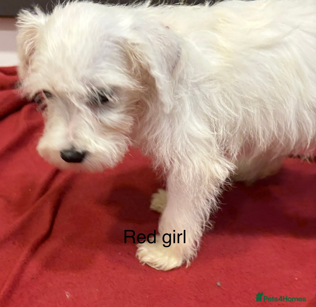 Schnoodle dogs for sale: Schnoodles  - Image 9