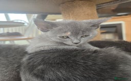 British Shorthair cats for sale: British shorthair kittens available 5 girls left  - Image 7