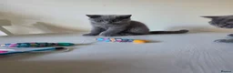 British Shorthair cats for sale: BBSH, GCCF : ready to leave ❤️ - Advert 5