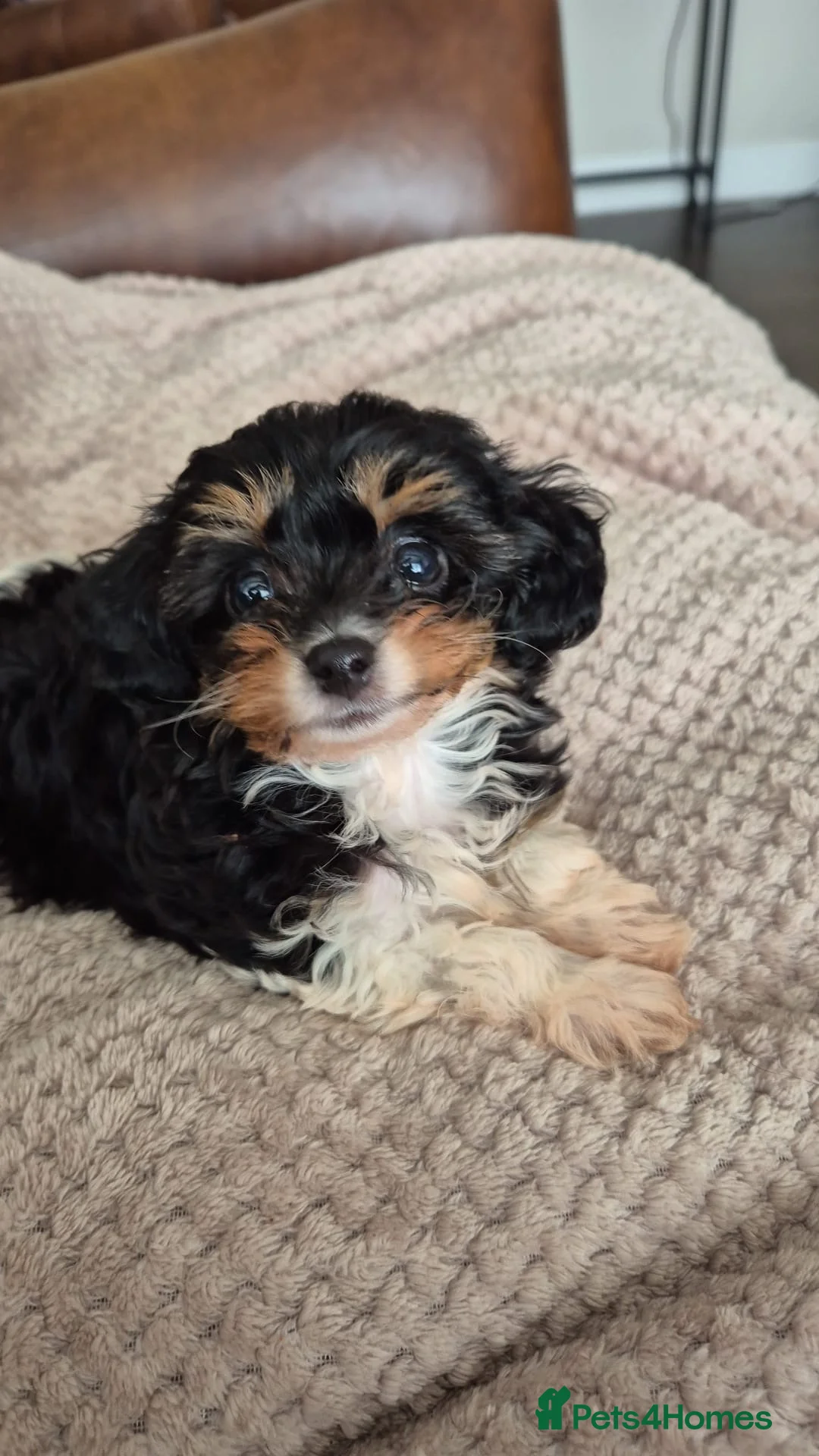 Cavapoo dogs for sale: SPRING WAITING LIST TOY CAVAPOO PUPPIES  - Advert 1