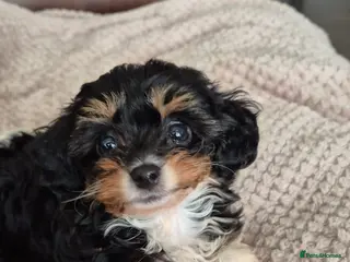 Cavapoo dogs SPRING WAITING LIST TOY CAVAPOO PUPPIES - Advert 4