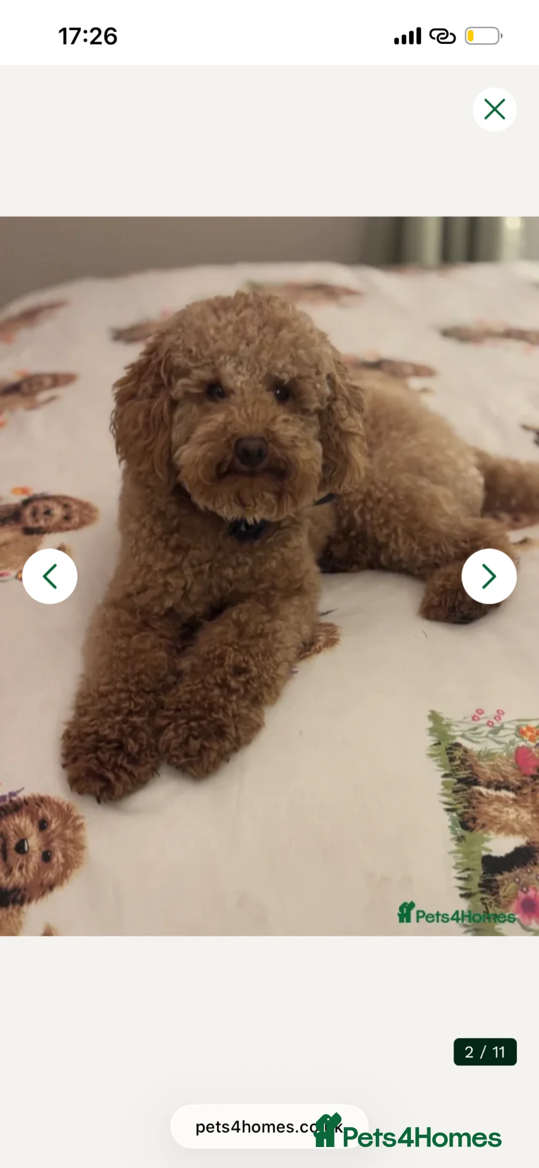 Mixed Breed dogs for sale: 8 week old toy/miniature poodles for sale in Bathgate - Advert 14