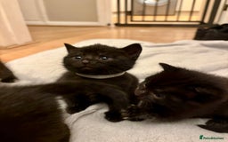Mixed Breed cats for sale: 4 mixed breed female kittens  - Image 10