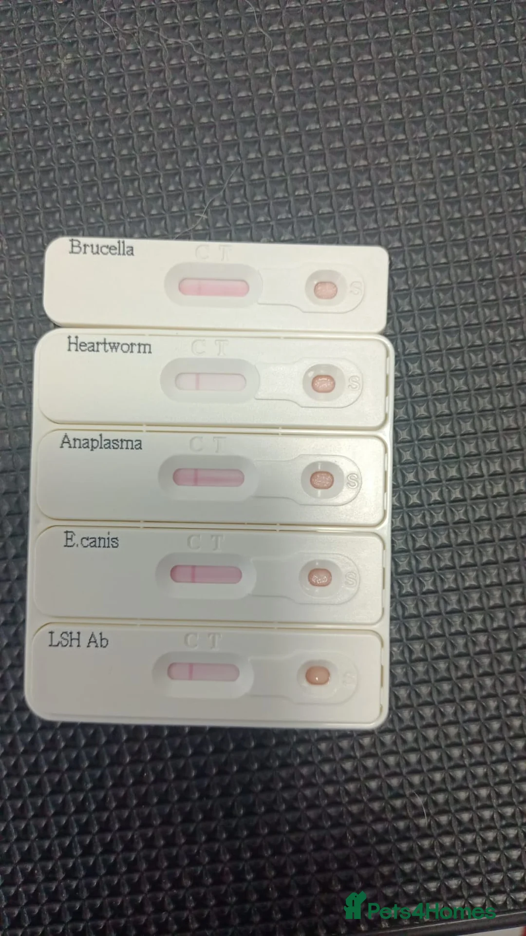 Mixed Breed dogs for adoption: 🐾 RUDY – Waiting for the Life He Deserves 🐾 in Nottingham - Advert 17