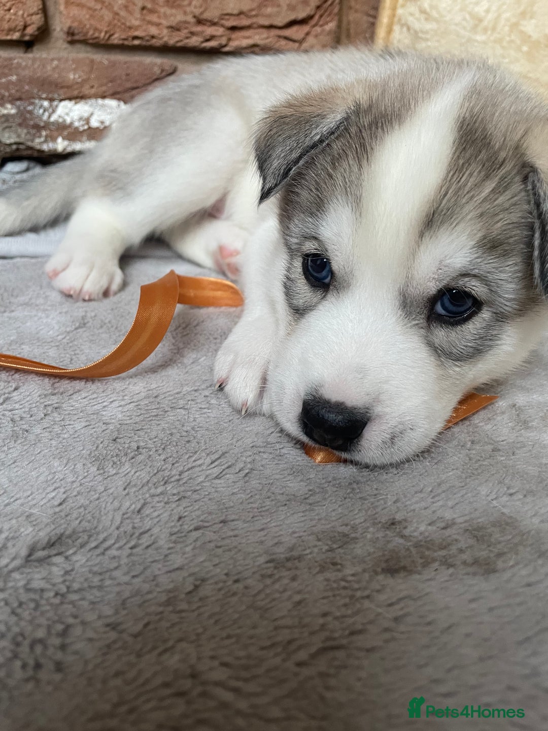 Siberian Husky dogs for sale: Siberian Husky Puppies  - Advert 31