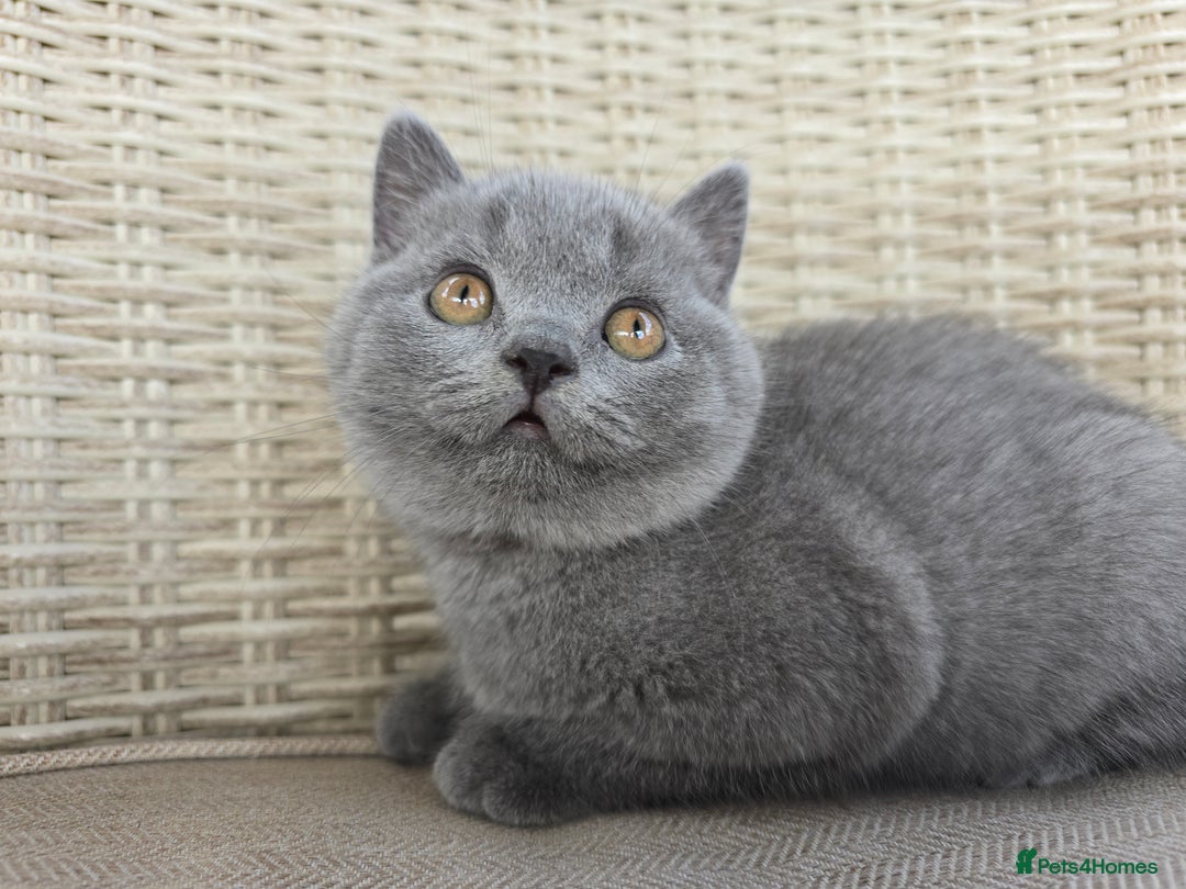 British Shorthair cats for sale: Stunning British Shorthair Kittens  - Image 4