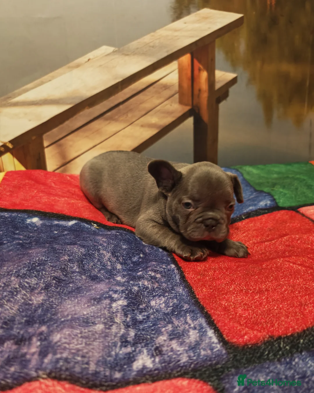 French Bulldog dogs for sale: 4 french bulldog female puppys - Advert 5
