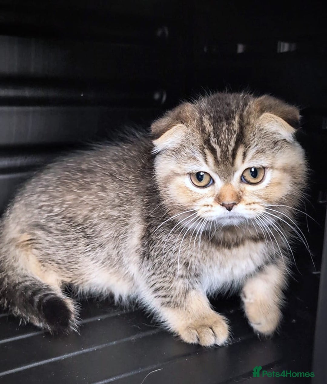 Scottish Fold cats for sale: 💙🩷LAST 2 SCOTTISH KITTENS ✅️TICA reg - Image 16