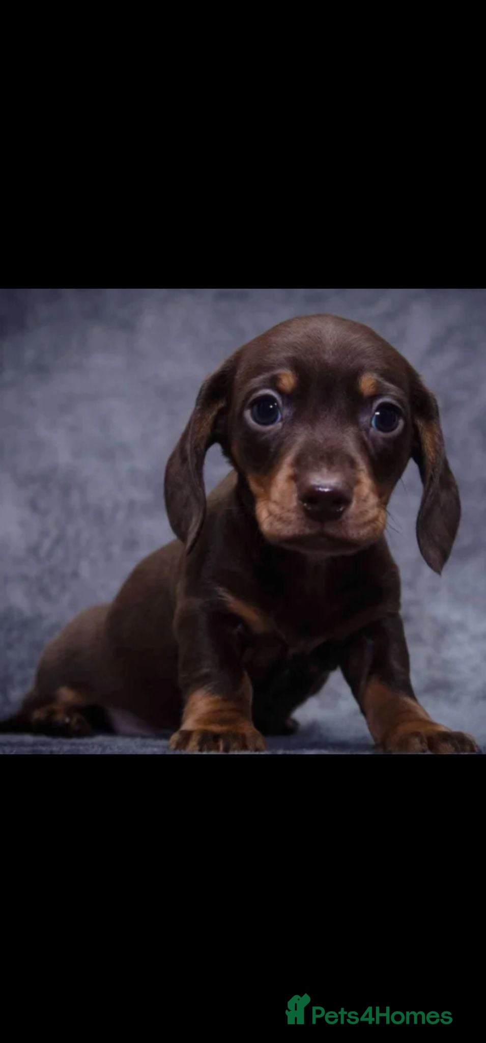 Miniature Dachshund dogs Beautiful loving Choc n Tan minature dachshund  - Advert 1