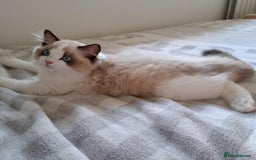 Ragdoll cats for sale: 💠Handsome FiFe Reg Ragdoll boy💠RESERVED - Image 5