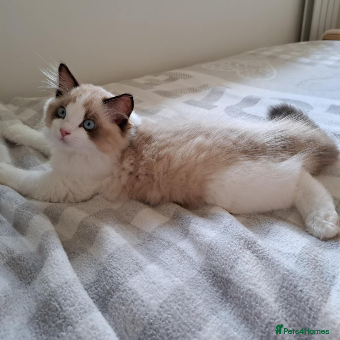 Ragdoll cats for sale: 💠Handsome FiFe Reg Ragdoll boy💠RESERVED - Image 5