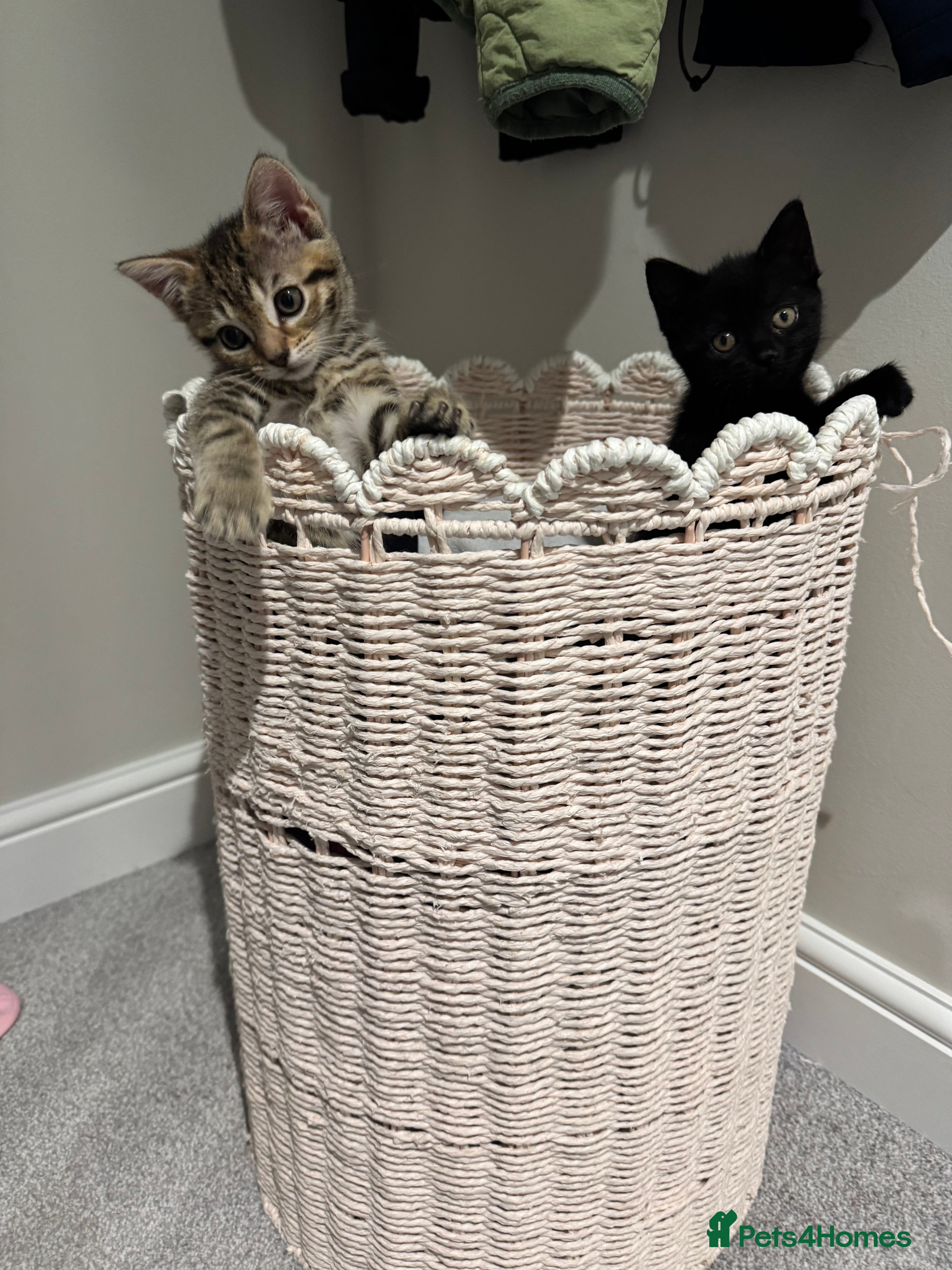 Mixed Breed cats Beautiful, well loved kittens for forever homes  - Advert 1