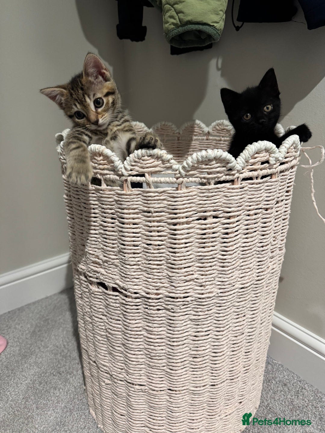 Mixed Breed cats for sale: Beautiful, well loved kittens for forever homes  - Advert 1