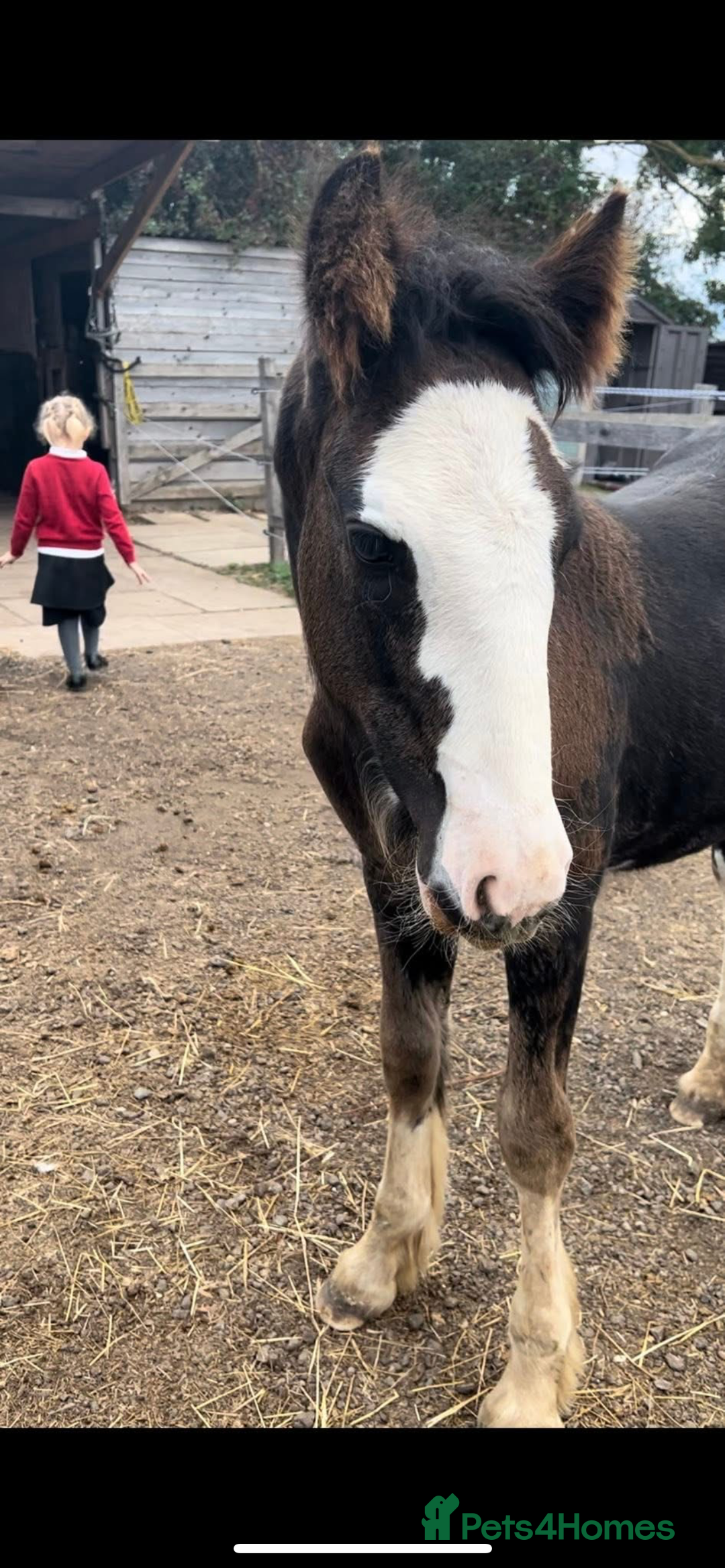 Irish Cob horses for sale: Filly for full loan or sale  - Advert 5