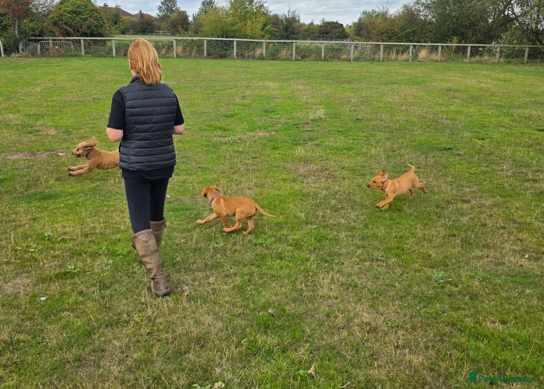 Labrador Retriever dogs for sale: KC Registered Fox Red Labrador Puppies - Image 17