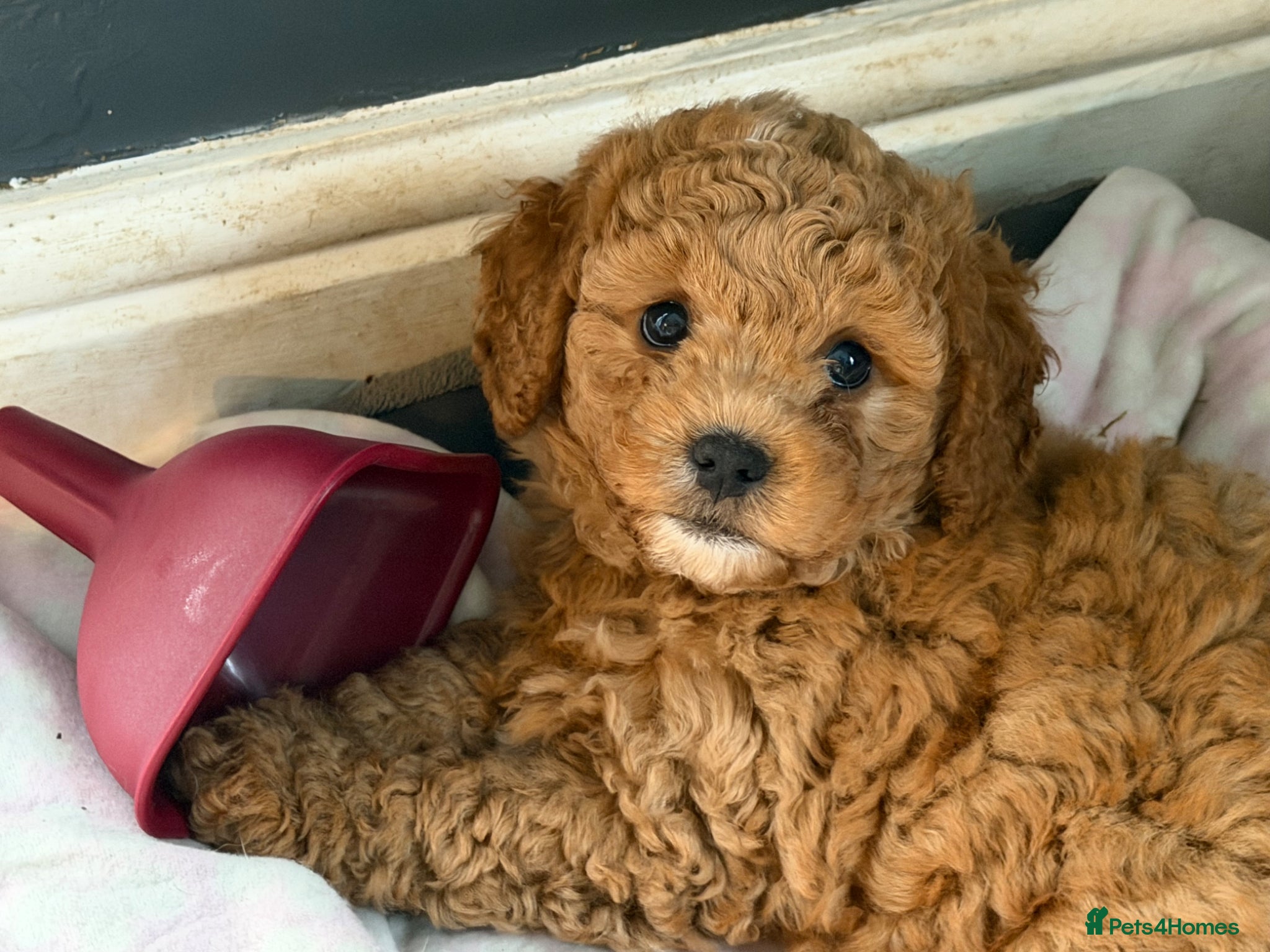Cavachon dogs for sale: 5 ⭐️Gorgeous F1 Fox Red Cavapoochon’s  - Advert 1