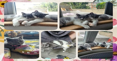 British Shorthair cats - Advert 15