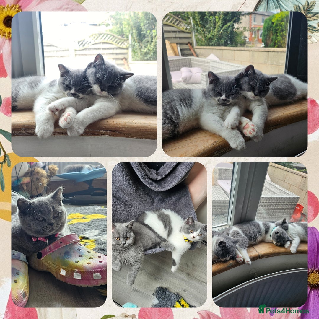 British Shorthair cats for sale: Tica registered british shorthair kittens - Image 7