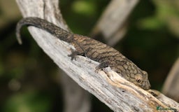 Gecko reptiles for sale: Eurydactylodes Viellardi - Chameleon Gecko - Image 3