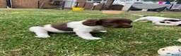 English Springer Spaniel dogs for sale: Gorgeous springer spaniel pups - Advert 6