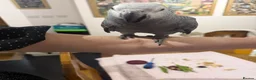 Parrots birds for sale: Hand reared African grey (female)  - Advert 15
