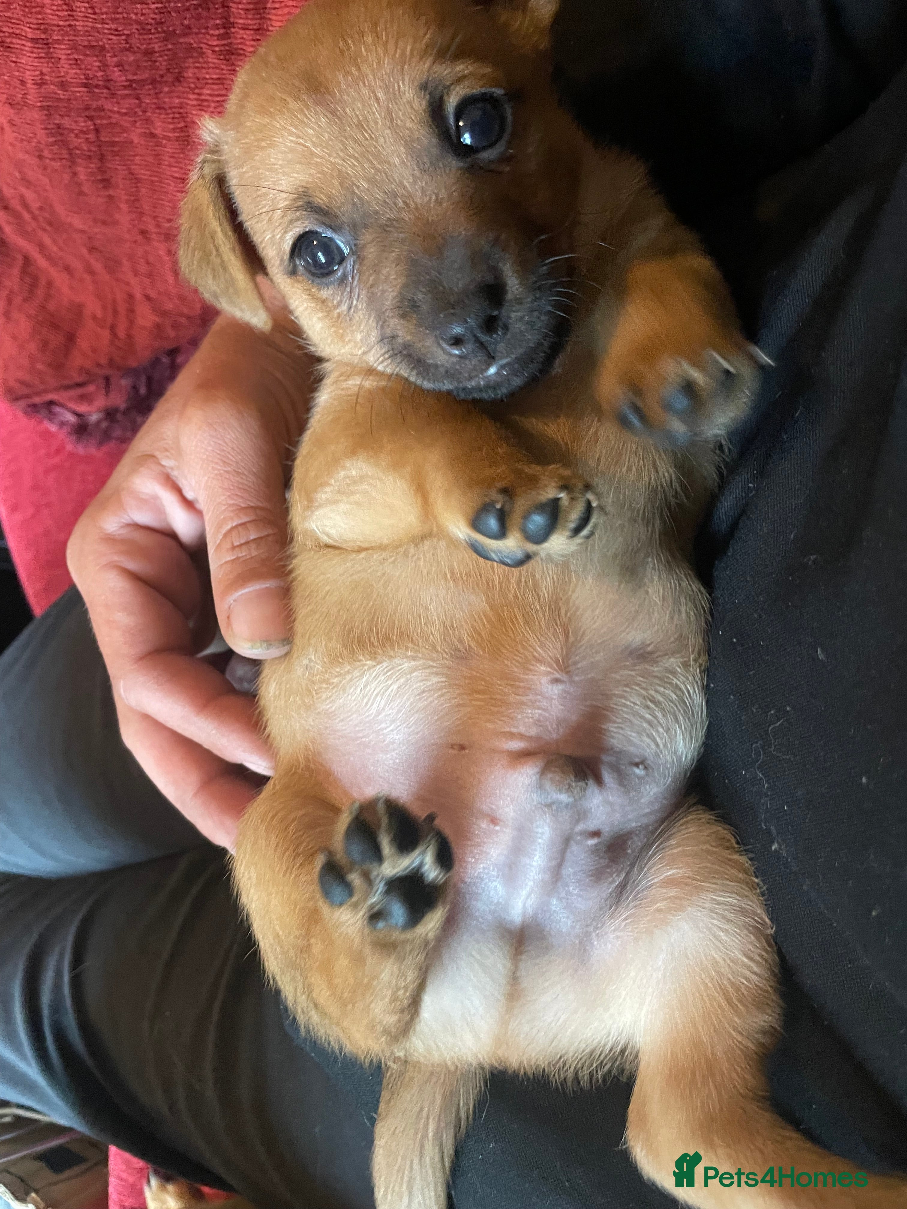 Mixed Breed dogs for sale: PomerJack puppies for sale in Aldershot - Advert 7