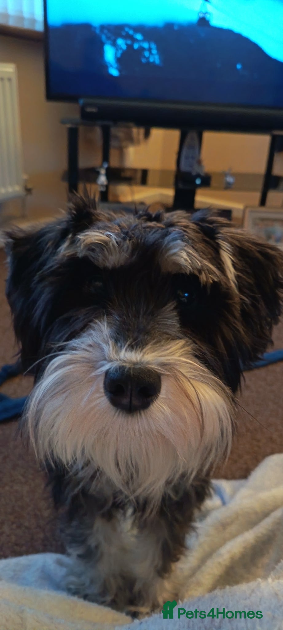 Miniature Schnauzer dogs 11 Month Old Female Miniature Schnauzer  - Advert 11