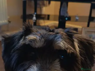 Miniature Schnauzer dogs 11 Month Old Female Miniature Schnauzer - Advert 14