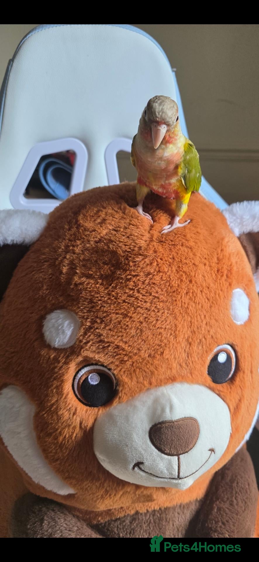 Conures birds Green Cheek Conure - Advert 17