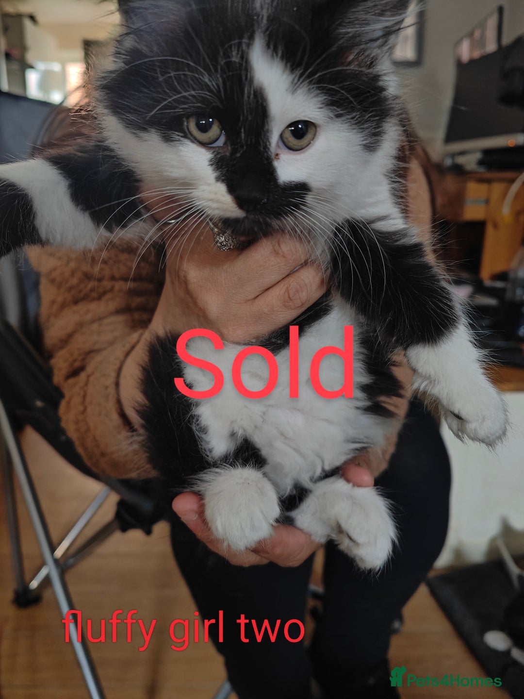 Mixed Breed cats for sale: 1 kitten for sale due to time wasters  - Image 16