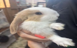 Mini Lop rabbits for sale: Beautiful mini lop rabbits  - Image 4