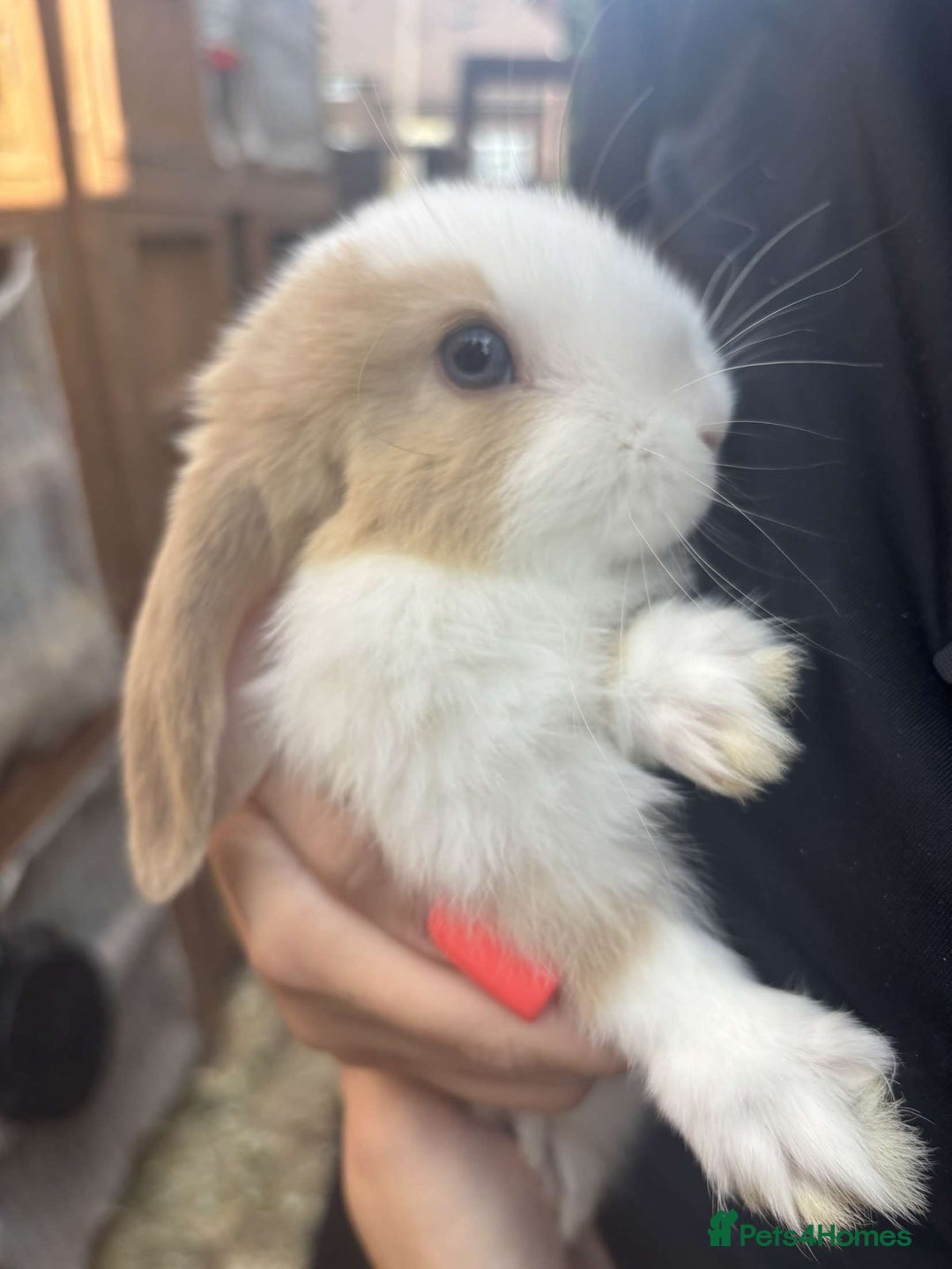 Mini Lop rabbits for sale: Beautiful mini lop rabbits  - Image 4
