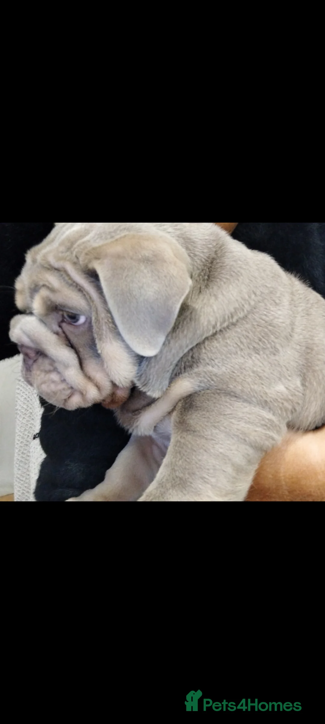 English Bulldog dogs for sale: MALE  - Advert 2