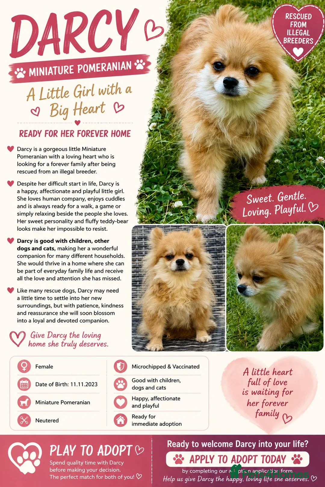 Pomeranian dogs for adoption: DARCY – Miniature Pomeranian - Advert 2