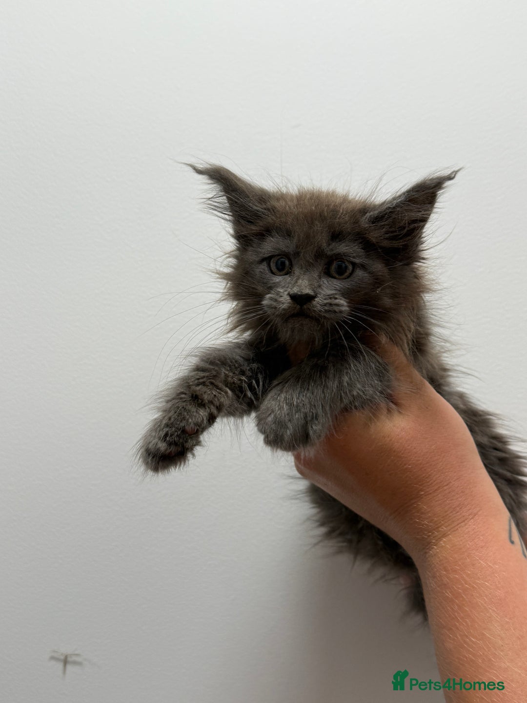 Maine Coon cats for sale: TICA registered Maine Coon Kittens  - Image 3