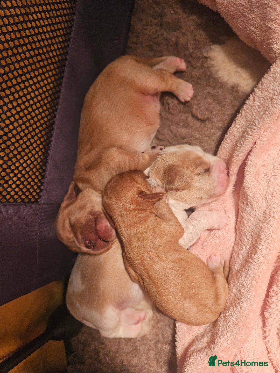 Mixed Breed dogs for sale: Adorable Cavapoo Puppies 🐶  - Image 24